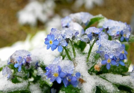 Iced Flowers, Garden In Winter, Ice Flowers, Winter Bunny, Forget Me Not Blue, Glory Of The Snow, Frozen Rose, Ice Man, Nature Portrait