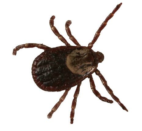 10 Facts about Ticks | petMD Wood Tick, Deer Ticks, Tick Removal, American Dog, Paw Pads, Surprising Facts, Large Animals, Ticks, Your Pet