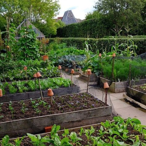 Alex I The English Gardener | British gardener Monty Don's inspiring veg patch at Longmeadow 🌿🥕 . 📸 credits @bbcgwlive . . . #plantes #plants #plantsman #plantlover… | Instagram Vegetable And Flower Garden Ideas, British Vegetable Garden, Allotment Inspiration Beautiful, Cottage Garden Vegetable Patch, Allotment Ideas Inspiration Uk, Veg Patch Ideas, Uk Allotment, Monty Don Garden, Allotment Layout