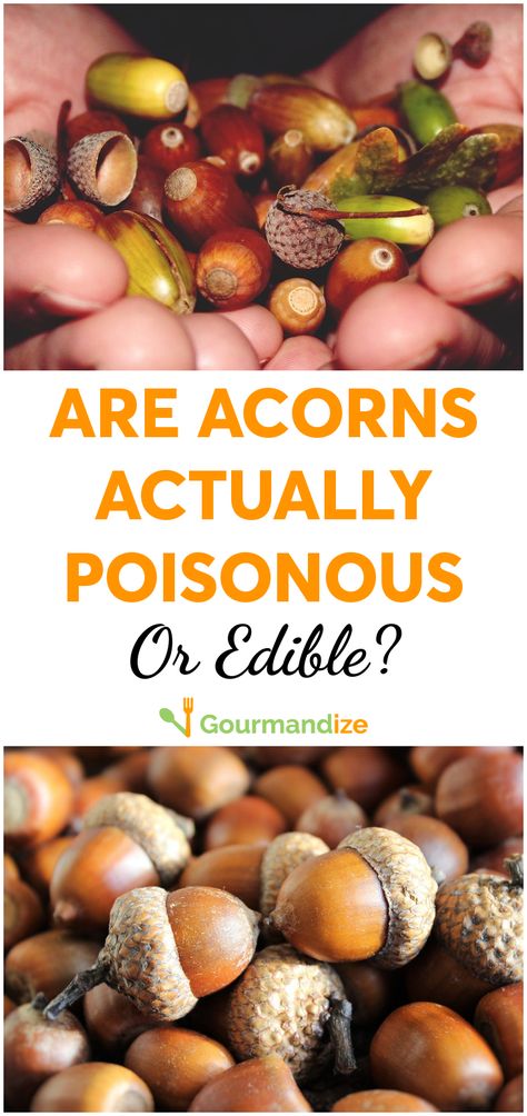 Want to eat local? A feast is waiting in your nearest forest. #acorns #fall #autumn #natural #naturalliving #cultivating #nature Eating Acorns, Crazy Food, Native American Food, Weird Food, People Eating, Food Facts, American Food, Eat Local, Natural Living