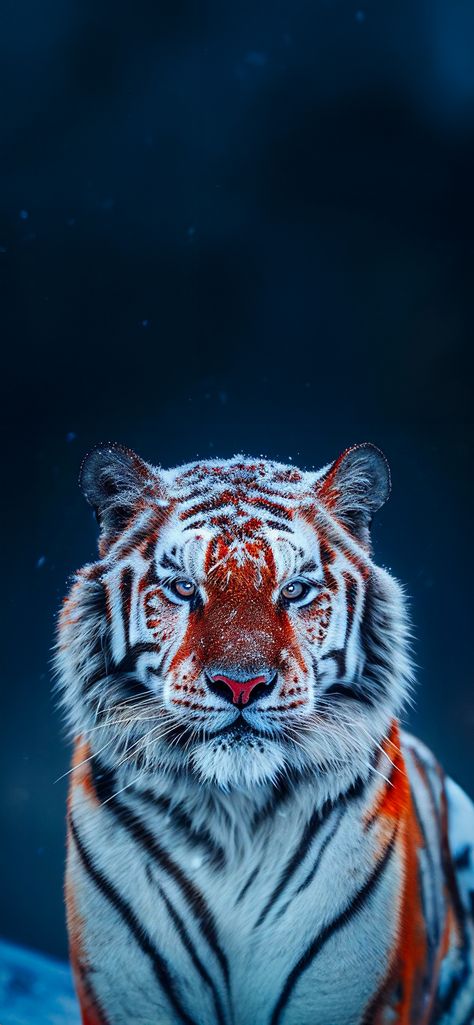 Tiger Wallpaper Iphone, Top Widgets, Wild Animal Wallpaper, Tiger Artwork, Tiger Wallpaper, Iphone Wallpaper Lights, Tiger Pictures, Wild Animals Pictures, Lion Wallpaper