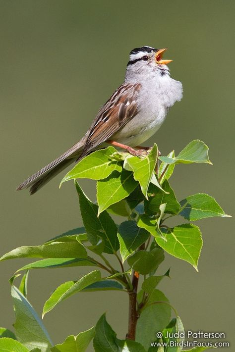 White-crowned Sparrow Summer In Alaska, Ink Ideas, Song Bird, Bird Species, Birds Of A Feather, Permaculture, Bird Feathers, Beautiful Birds, Old World