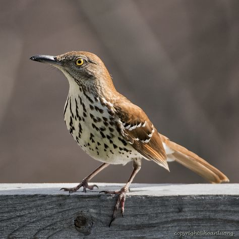 Nest Images, Paint Birds, Bird Study, Brown Birds, Brown Thrasher, Painting Birds, Bird Identification, World Birds, Brown Bird