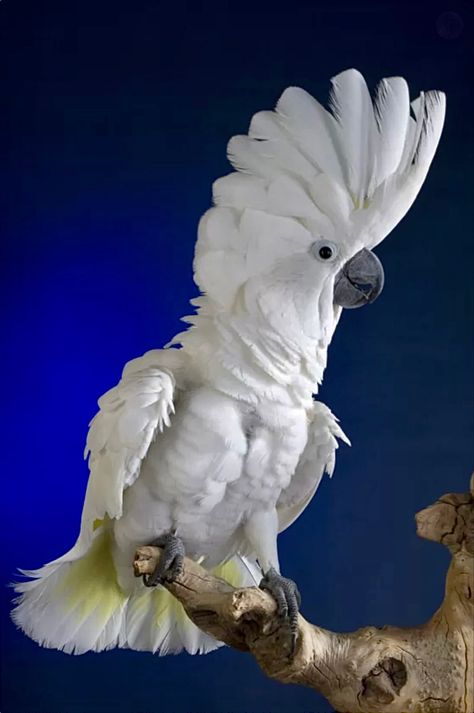 Umbrella Cockatoo, White Cockatoo, Regard Animal, Parrots Art, Australian Birds, Funny Birds, Pet Bird, Exotic Birds, Tropical Birds