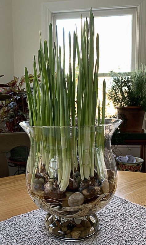 Growing Bulbs Indoors, Tall Clear Vase, Paperwhite Narcissus, Narcissus Bulbs, Cut Garden, Growing Bulbs, Indoor Greenery, Spring Decorating, Church Flowers