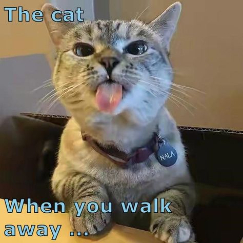 Smiling Cat, Söt Katt, Image Chat, Funny Cat Memes, Happy Cat, Funny Cat Videos, Cats Meow, Funny Animal Pictures, Beautiful Cats