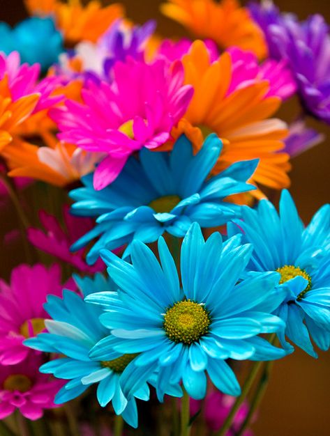 Wonderland Flowers, Colorful Daisies, Driving Miss Daisy, Sunflowers And Daisies, Turquoise Wedding, Wallpaper Nature Flowers, Flower Phone Wallpaper, Color Art, Heart Wallpaper