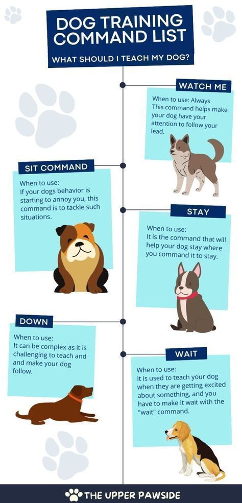 dog training command list Dog Commands Training, Dog Life Hacks, Dog Commands, Bored Dog, Dog Behavior Problems, Basic Dog Training, Dog Needs, Basic Training, Bad Behavior