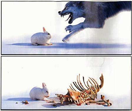 Untitled Rabbit Of Caerbannog, Krav Maga Kids, Special Photography, Horror Vintage, Funny Rabbit, Tv Tropes, Fluffy Bunny, Rabbit Art, Monty Python