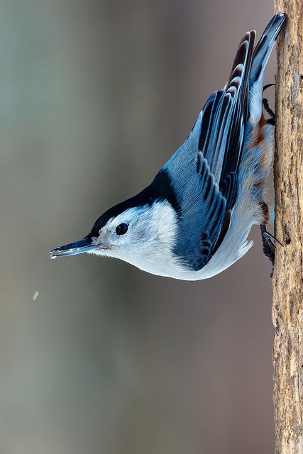 White-breasted Nuthatch | Visit my blog for more about my ph… | Flickr Wildlife Sketches, Minnesota Birds, White Breasted Nuthatch, Mural Tree, Nuthatch Bird, Backyard Birds Watching, Wild Birds Photography, Nuthatches, Bird Images