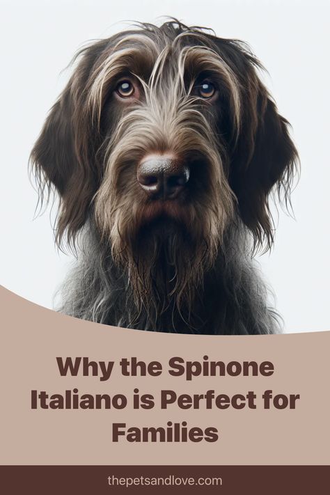 Discover the amazing world of the Spinone Italiano! 🐾 This affectionate Italian breed, perfect for families, excels in hunting and retrieves like a pro. 🦴 Easy grooming, a calm temperament, and great with kids—learn why this versatile pet may be your ultimate companion! Click to read more! Spinone Italiano Dogs, Italian Spinone, Spinone Italiano, Love Website, Dead Hair, Sporting Dogs, Dry Dog Food, Hunting Dogs, Dog Health