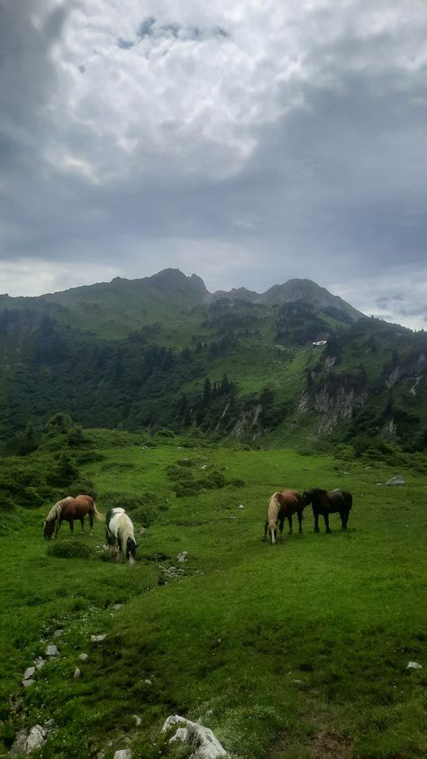 Horses in the mountains Wild Horse Wallpaper, Horses In The Wild, Horse Asethic Pictures, Keilah Core, Farm Aesthetic Wallpaper, Land With Horses, Horses In Mountains, Horses Mountains, Horses In A Field