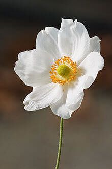 Japanese Anemone, Chicago Botanic Garden, White Anemone, Remove Background From Image, Missouri Botanical Garden, Meteor Garden 2018, Magic Garden, Fine Gardening, Anemone Flower