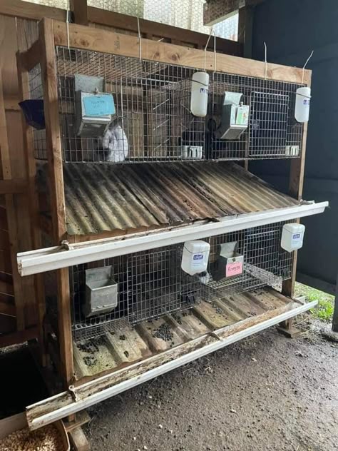 Rabbit Hutch Blueprints, Show Rabbit Cages, Pallet Rabbit Cage, Rabbit Cages Ideas, Rabbit Breeding Cages, Meat Rabbit Hutch Outdoor, Rabbit Farming Ideas, Hanging Rabbit Cages, Rabbit And Chicken Coop Together