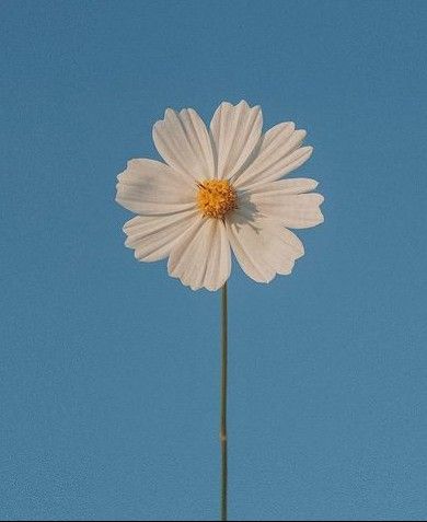 Simple Flower, Pink Daisy, Simple Flowers, Profile Pic, Flower Wallpaper, Profile Picture, Daisy, Flowers, Pink