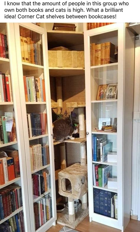 Corner Cat Tree, Tree Corner, Books And Cats, Corner Bookshelves, Book Discussion, Cat Shelves, Fiction Book, Up House, Cat Room