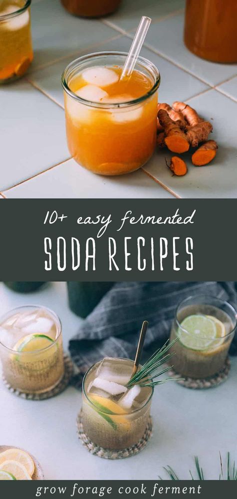 Here are 12 best fermented soda recipes. They're not only delicious but also pack a healthy probiotic punch. From pine needle to strawberry rhubarb, these sodas are perfect for health enthusiasts. Fermented with ginger bug, honey, or turmeric bug, they're a must-try from our Fermented Soda Recipes & Kombucha collection. Find more Fermentation for Beginners, Home Brewing Recipes, and Herbal Drink Recipes at growforagecookferment.com. Pine Soda Recipe, Fermented Soda Recipes, Diy Probiotic Soda, Gingerbug Soda Recipes, Ginger Bug Soda Flavors, Prebiotic Soda Recipe, Ginger Soda Recipes, Ginger Bug Recipe Sodas, Diy Fermented Foods