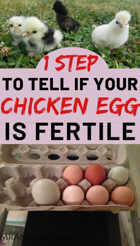 Chicken Egg Incubation, Hatching Chicks Naturally, How To Tell If An Egg Is Fertilized, Good Egg Laying Chickens, Diy Incubator Chicken, Hatching Chicks Incubator, Incubating Chicken Eggs At Home, Fertilized Chicken Eggs, Chicken Eggs Hatching