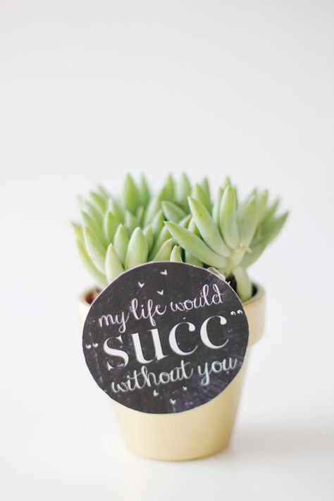 25 Unique Ways to Say I Love You Succulent Puns, Punny Gifts, Plant Puns, Succulent Gifts, My Funny Valentine, Diy Gifts For Boyfriend, Painted Mason Jars, Cactus Y Suculentas, Succulents Diy