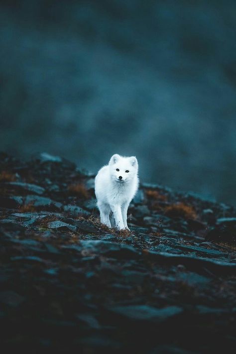 Old Dragon, Fox Photography, Foxes Photography, Underwater Creatures, Arctic Fox, B Movie, Wild Nature, Jack Russell, Wildlife Photography