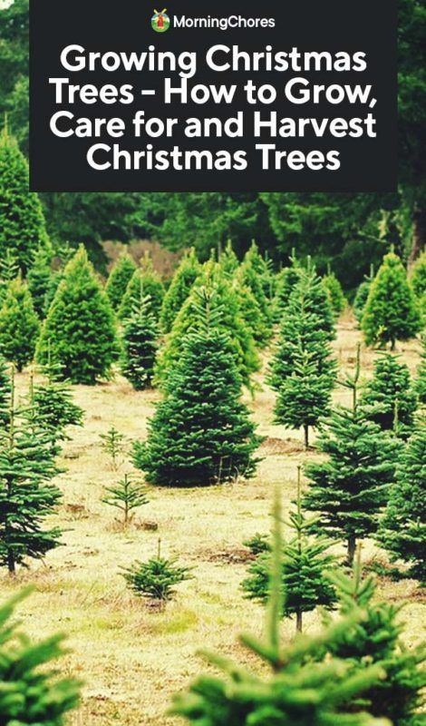 How To Grow Christmas Trees, Planting Christmas Trees, Starting A Christmas Tree Farm, Growing Christmas Trees, Christmas Tree Farm Ideas, Tree Farm Ideas, Christmas Tree Varieties, Christmas Tree Plant, Growing Trees