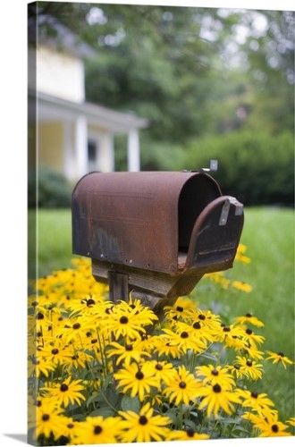 August Sunflower, Country Mailbox, Old Mailbox, Rural Mailbox, Sunflower Cottage, Mailbox Garden, Black Eyed Susans, Mailbox Landscaping, Vintage Mailbox