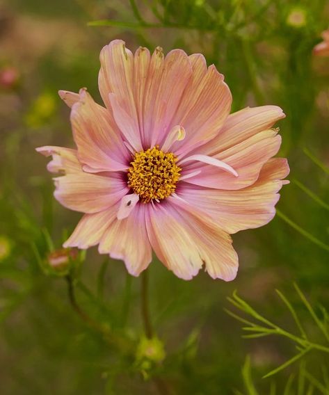 Cosmos Apricotta, Cosmos Plant, Flower Library, Cosmos Bipinnatus, Pastel Garden, August Flowers, Flower Farming, Annual Garden, Flower Close Up