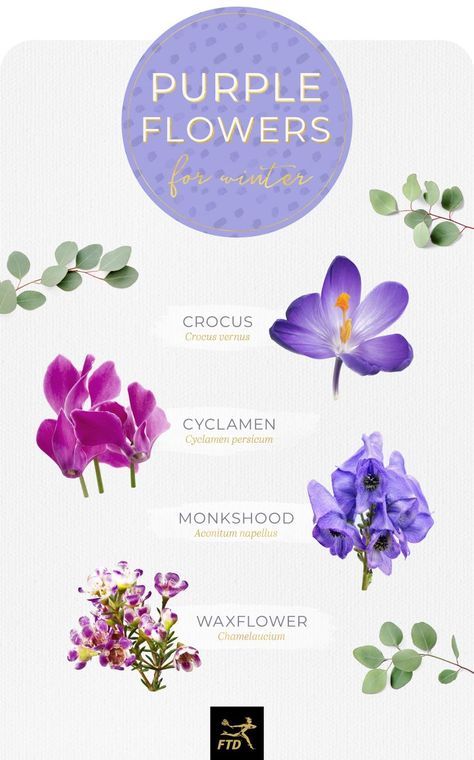 Purple Flower Names, Wisteria Plant, Flower Types, Purple And White Flowers, Gladiolus Flower, Flower Meanings, Flower Names, Balloon Flowers, Language Of Flowers