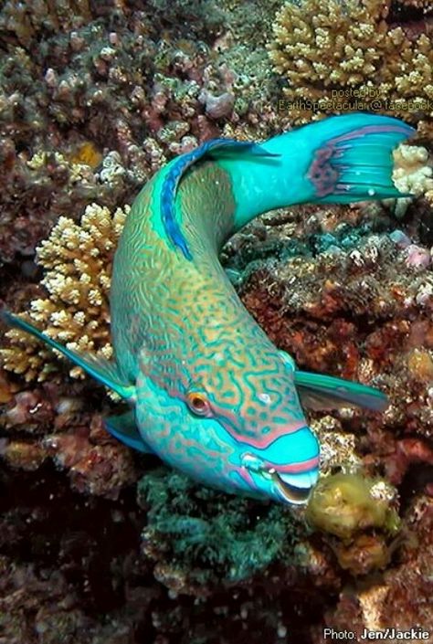 Parrot fish Great Barrier Reef Queensland, Australia Great Barrier Reef Australia, Parrot Fish, Animals Tattoo, Fauna Marina, Salt Water Fish, Beautiful Sea Creatures, Aquatic Life, Marine Fish, Underwater Creatures