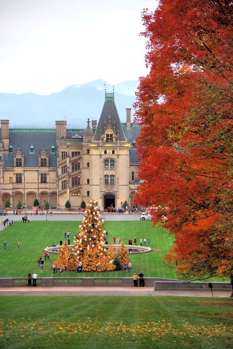 Biltmore House with the giant Christmas tree and fall colors - in Asheville. Candlelight tour. Biltmore Estate Fall, Biltmore House Christmas, Giant Christmas Tree, Biltmore Christmas, Biltmore House, Christmas Destinations, Holiday Trees, English Castles, Nc Mountains