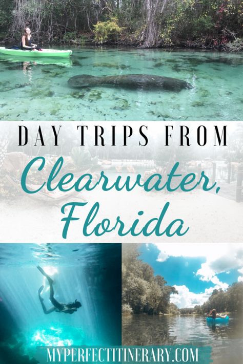 Fun Day Trips from Clearwater Beach, Florida - Local's Guide! Devils Den Florida, Devils Den, Clearwater Marine Aquarium, Clearwater Beach Florida, Busch Gardens Tampa, Florida Adventures, Clearwater Florida, Manatees, Visit Florida