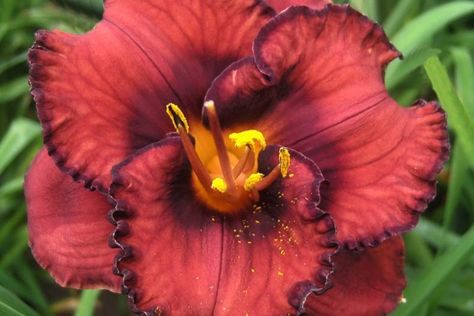 Hemerocallis 'Berrylicious' (Reblooming Daylily) Red Daylily, Yellow Daylilies, Geranium Rozanne, Reblooming Daylilies, Cranesbill Geranium, Hemerocallis Fulva, Lady's Mantle, Prairie Planting, Perennial Border