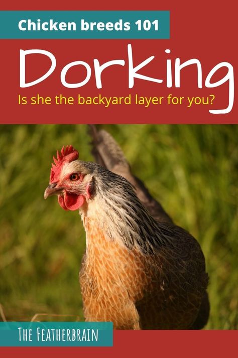 Dorking Chickens, Best Egg Laying Chicken Breeds, Rabbit Coop, Chicken Breed Egg Color Chart, Types Of Chickens And Their Eggs, Best Egg Layers Chicken Breeds, Barred Rock Chickens, Plymouth Rock Chicken, Heritage Chicken Breeds