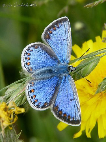 ˚Common blue butterfly - female My Fashion Style, Common Blue Butterfly, Regard Animal, Most Beautiful Butterfly, Beautiful Butterfly Photography, Moth Caterpillar, Blue Butterflies, Butterfly Photos, Beautiful Bugs