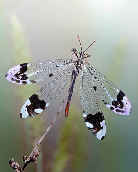 Antlion Insect, Dragonfly Reference, Beautiful Dragonfly, Cool Insects, Butterfly Dragonfly, Dragon Flies, Cool Bugs, Vine Tattoos, Dragonfly Wings