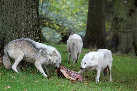 White Wolfs feeding | jill Lamb | Flickr Wolf Eating, Wolf And Lamb, Animals Hunting, Wild Wolves, Trail Cam, Animal Aesthetic, Wild Wolf, Twilight Movie, Hey Dudes