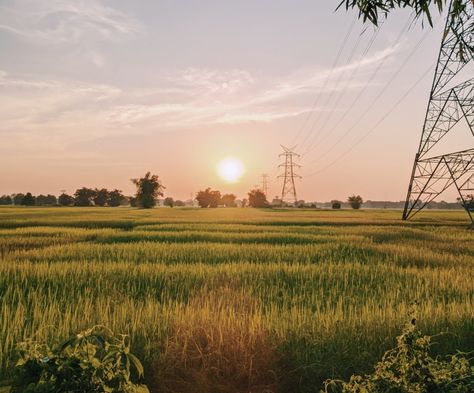 #nature#aesthetic#desiaesthetic#evening Paddy Field, Pretty Selfies, Nature Aesthetic, Dark Wallpaper, Selfies, Quick Saves, Nature