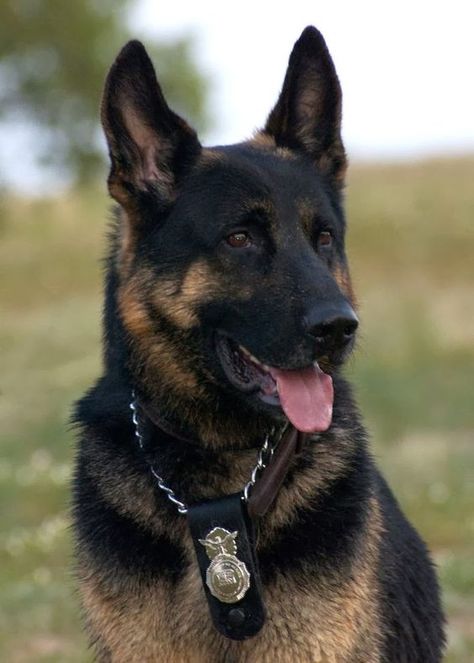 Such a noble looking K9 Police Dog and looking so handsome! #germanshepherd #gsd Shepard Dog, Military Working Dogs, Black German Shepherd, Military Dogs, Shepherd Dogs, Police Dogs, Shepherd Puppies, German Shepherd Puppies, German Shepherds