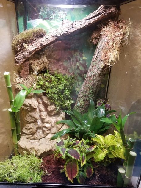 My vivarium for Stewart and Alfredo the Grey Tree frogs! Tree Frog Vivarium, Grey Tree Frog, Tree Frog Terrarium, Frog Vivarium, Gecko Vivarium, Aquarium Pets, Gray Tree Frog, Animal Farming, Gecko Habitat