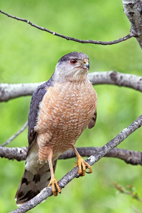 9 Types of Hawks You Should Know - Birds and Blooms Types Of Hawks, Hawk Species, Sharp Shinned Hawk, Hawk Bird, Cooper's Hawk, Eagle Pictures, Red Tailed Hawk, Backyard Birds, Birds Of Prey