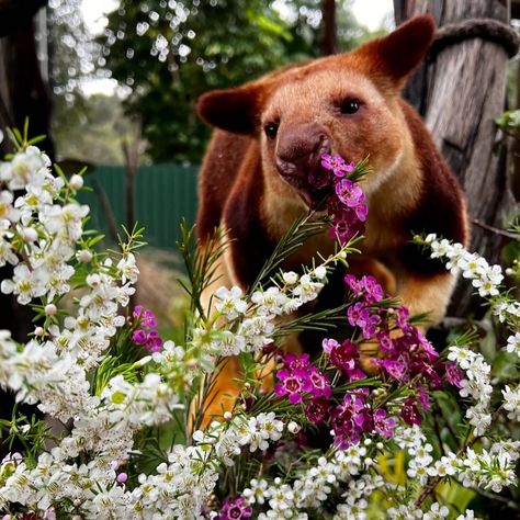 Meet Banz, the 4 year old Goodfellow’s Tree Kangaroo at Caversham Wildlife Park! 🦘 It's just a quick 30 minute drive from Perth. So why not plan a visit and witness Banz's cuteness? 🥰 📷 Captured by: @cavershamwildlifepark . . . #PerthDayTrip #TreeKangarooTales #PerthWildlifeAdventure Caversham Wildlife Park, Tree Kangaroo, Sorrento Beach, Beach Instagram, Wildlife Park, Sorrento, Plan A, Day Trip, Perth