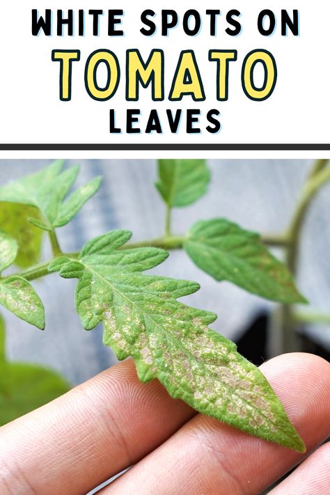 How To Get Skin Off Tomatoes, Plant Leaves Problems, Tomato Leaves, Tomato Plants Growing Tips, Deseeding Tomatoes, Tomato Diseases, Tomato Leaf Problems, Tomato Problems Leaves, Plant Deficiencies