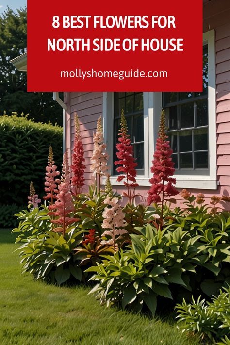 Discover the best plants for the north side of your house with our helpful guide! Whether you have a north-facing garden or looking to brighten up a shady spot, we've got you covered. From beautiful flowering shrubs to low-maintenance plants that thrive in shade, find the perfect additions to enhance your outdoor space. Create a vibrant and welcoming atmosphere by incorporating these lovely additions into your North side garden. North Facing Plants Outdoor, North Facing Front Garden, Plants For North Side Of House, Plants For Side Of House, North Facing Flower Beds, North Side Of House Landscaping, Shady Flower Bed Ideas, North Facing Garden Ideas, Flowering Shrubs For Shade