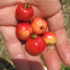 Mayhaw Georgia Gem...I want one! But it only grows in USDA hardiness zones 7-9...just barely missed it! Mayhaw Tree, Mayhaw Jelly Recipe, Peach Jelly, Hot Pepper Jelly, Canning Fruit, Wine Recipe, Hardiness Zones, Liqueurs Recipes, Jelly Recipes