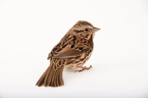 Joel Sartore, Song Sparrow, The Ark, Sparrows, Wonderful Picture, Bird Pictures, Bird Species, An Animal, A Song