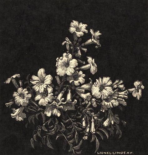 Lionel Lindsay, Animal Studies, Floral Words, Interesting Drawings, Woodcut Art, Floral Composition, Animal Study, Flower Sketches, Print Inspiration