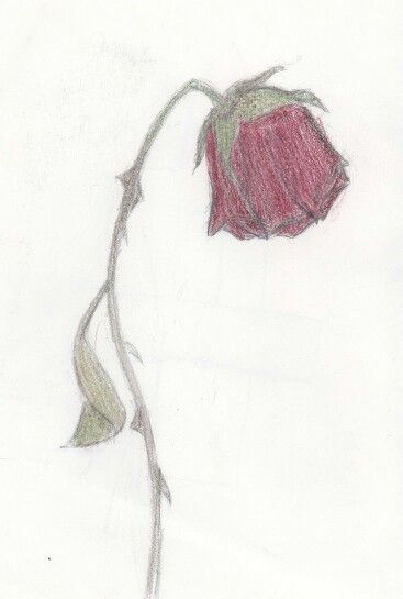 Love Wilting Flowers Drawing Easy, Wilted Rose Tattoo, Dead Flower Drawing, Wilting Rose, Rose Drawing Simple, Lotus Flower Drawing, Dead Rose, Broken Rose, Wilted Rose