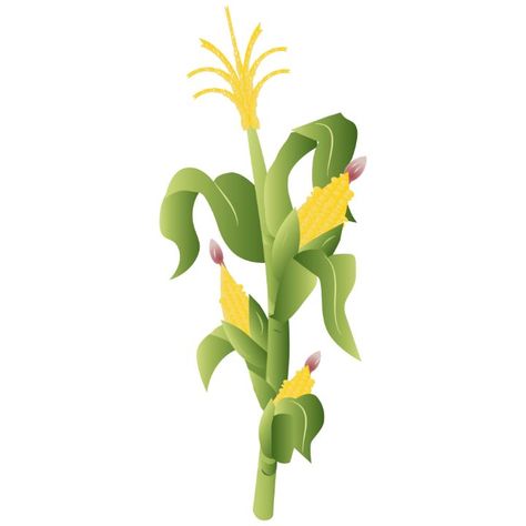 2d Game Background, Corn Plant, Game Background, All About Plants, Plant Illustration, Plant Leaves, Clip Art, Graphic Design, Plants