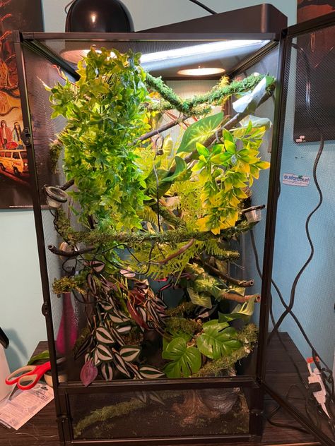 Chameleon Vivarium, Panther Chameleon Enclosure, Terrarium For Chameleon, Veiled Chameleon Safe Plants, Pygmy Chameleon Terrarium, Ups