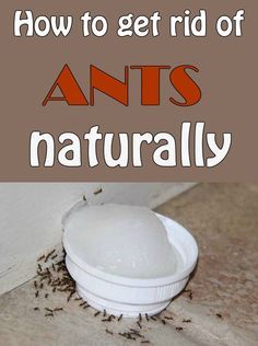 Natural Remedies For Ants, Kill Ants Naturally, Home Remedies For Ants, Ant Remedies, Homemade Ant Killer, Sugar Ants, Throwing Money, Eclectic Glam, Retro Eclectic